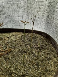 My little rambutan plant.