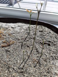 My little rambutan plant.