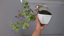 Linh Sam ghép Tím Than, hoa thơm, màu hoa đầy ma mị...