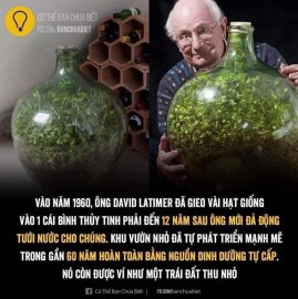 VƯỜN CÂY TRONG LỌ THỦY TINH...