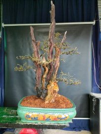 Trắc nghệ, có xương để khoe rồi