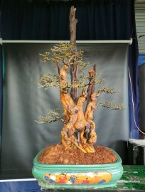 Trắc nghệ, có xương để khoe rồi