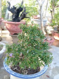 Linh sam 86