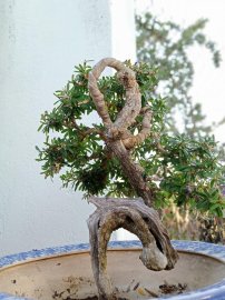 Linh sam 86