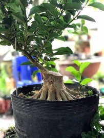 Đúng 3 tháng mua phôi về e xử lý ra chi cành như vậy đạt ko ae
