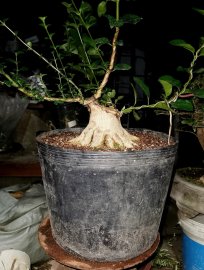 Đúng 3 tháng mua phôi về e xử lý ra chi cành như vậy đạt ko ae