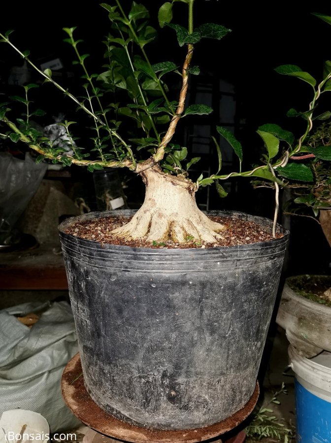 Đúng 3 tháng mua phôi về e xử lý ra chi cành như vậy đạt ko ae