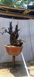Cẩm thị sống khoẻ..gl ae