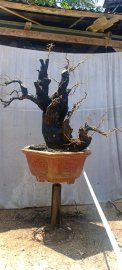 Cẩm thị sống khoẻ..gl ae