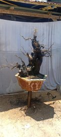 Cẩm thị sống khoẻ..gl ae