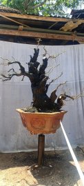 Cẩm thị sống khoẻ..gl ae