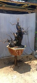 Cẩm thị sống khoẻ..gl ae