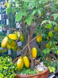 Quê hương là chùm khế ngọt.....
