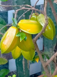 Quê hương là chùm khế ngọt.....