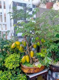 Quê hương là chùm khế ngọt.....