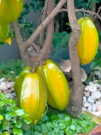 Quê hương là chùm khế ngọt.....
