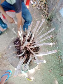 Giao lưu cụm rừng hải châu lá nhỏ, nguyên khối