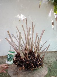 Giao lưu cụm rừng hải châu lá nhỏ, nguyên khối