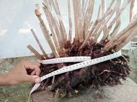 Giao lưu cụm rừng hải châu lá nhỏ, nguyên khối