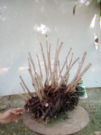 Giao lưu cụm rừng hải châu lá nhỏ, nguyên khối