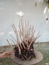 Giao lưu cụm rừng hải châu lá nhỏ, nguyên khối