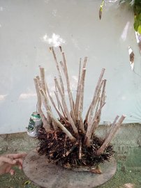 Giao lưu cụm rừng hải châu lá nhỏ, nguyên khối