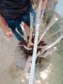 Giao lưu cụm rừng hải châu lá nhỏ, nguyên khối