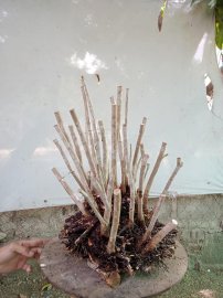 Giao lưu cụm rừng hải châu lá nhỏ, nguyên khối