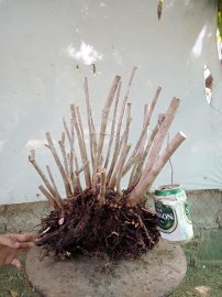 Giao lưu cụm rừng hải châu lá nhỏ, nguyên khối