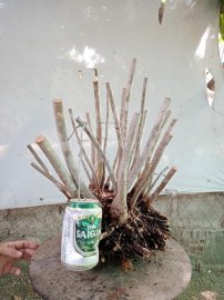 Giao lưu cụm rừng hải châu lá nhỏ, nguyên khối
