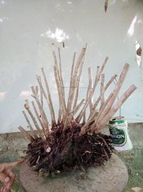 Giao lưu cụm rừng hải châu lá nhỏ, nguyên khối