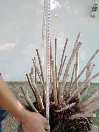 Giao lưu cụm rừng hải châu lá nhỏ, nguyên khối