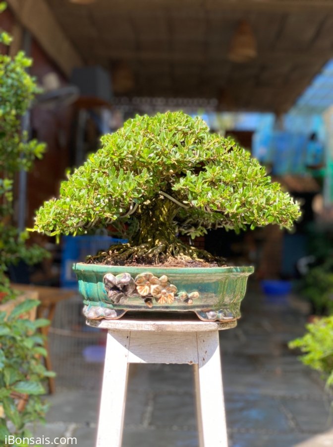 Linh sam mini