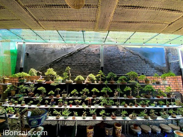 Vườn bonsai Nhất Nguyễn