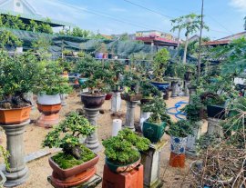 Vườn bonsai Nhất Nguyễn