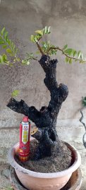 Cẩm thị trực lắc..sống khoẻ...hoành gốc 40cm...500k