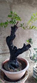 Cẩm thị trực lắc..sống khoẻ...hoành gốc 40cm...500k