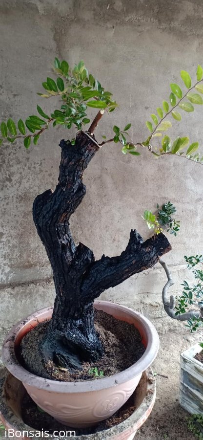 Cẩm thị trực lắc..sống khoẻ...hoành gốc 40cm...500k