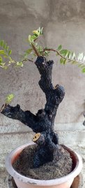 Cẩm thị trực lắc..sống khoẻ...hoành gốc 40cm...500k