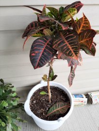 My little croton petra.