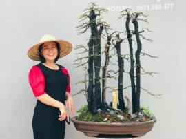 Rừng thu thay lá - Cẩm thị