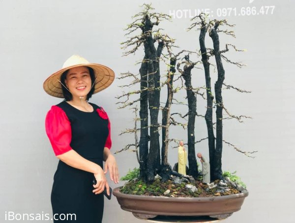 Rừng thu thay lá - Cẩm thị