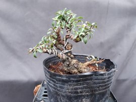 Bonsai giá 100k-300k ...