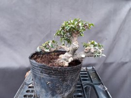 Bonsai giá 100k-300k ...