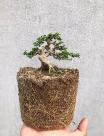 Sam hương 1200k