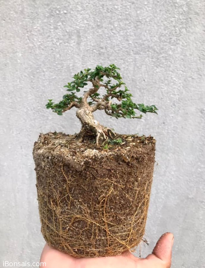 Sam hương 1200k