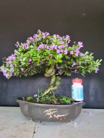 Linh sam siêu hoa quái giao lưu cả nhà