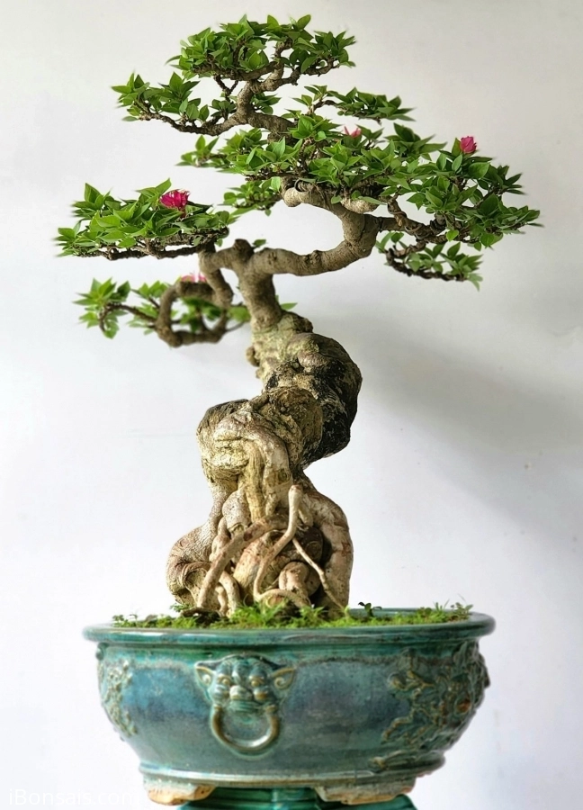 Hoa giấy bonsai cây rất già thân uyển chuyển tay cành đẹp