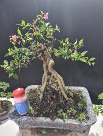 Hồng ngọc mai ôm đá giao lưu cả nhà