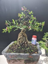 Hồng ngọc mai ôm đá giao lưu cả nhà